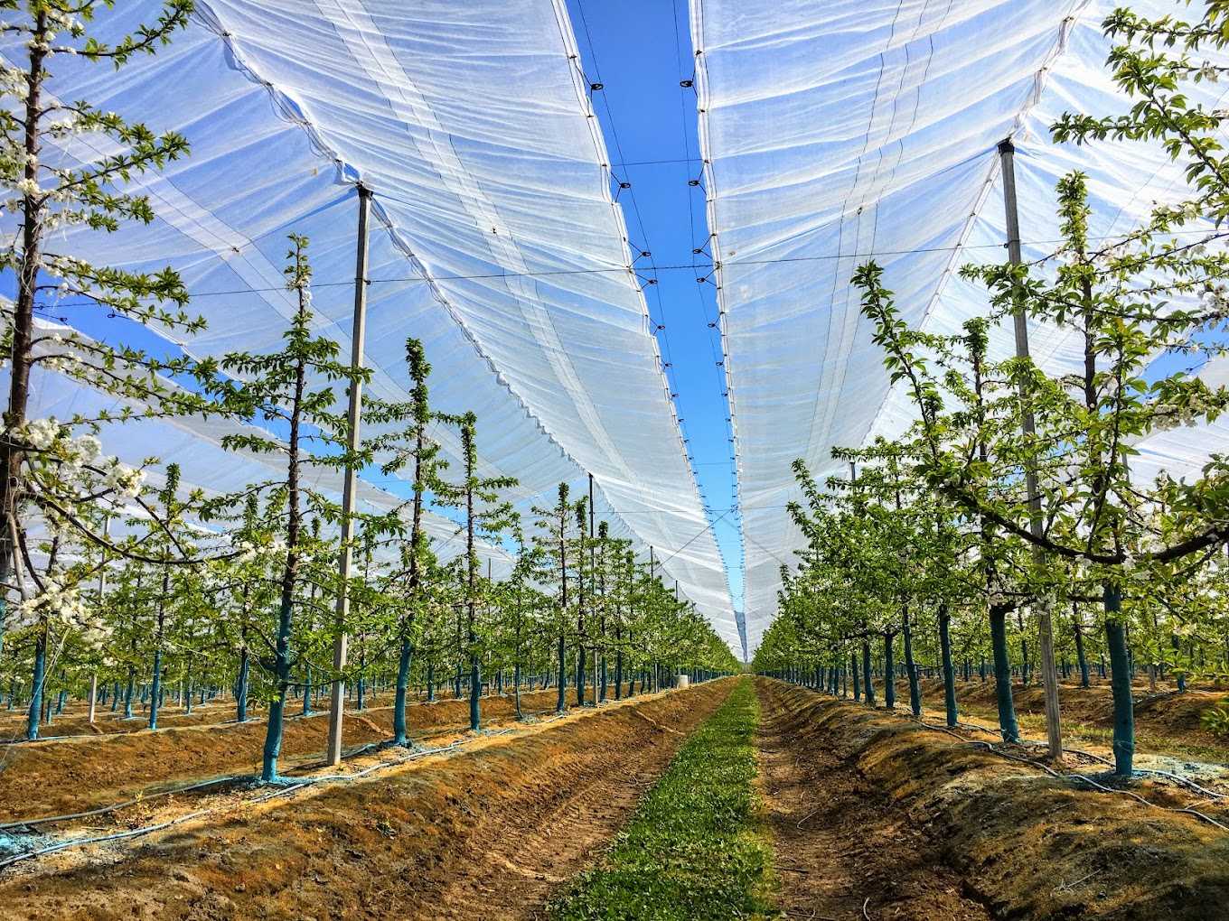 Orchard Cover Tarpaulin