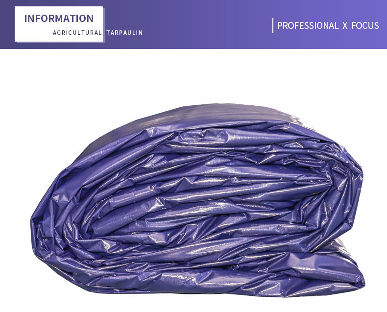 professional x focus